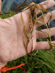 Potamogeton epihydrus