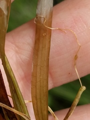 Potamogeton epihydrus