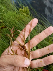 Potamogeton epihydrus