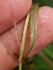 Potamogeton epihydrus