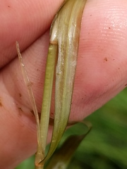 Potamogeton epihydrus