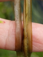 Potamogeton epihydrus