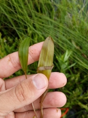 Potamogeton epihydrus