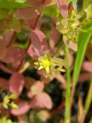 Hypericum boreale
