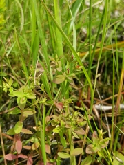 Hypericum boreale