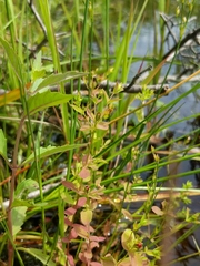 Hypericum boreale