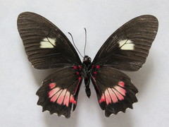 Mimoides ilus branchus