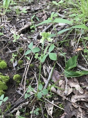 Trifolium reflexum