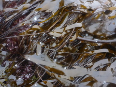 Laminaria sinclairii