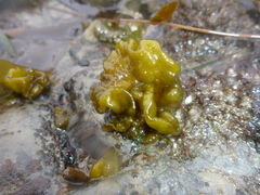 Dactylosiphon bullosus