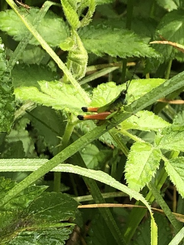 Phaneroturis cupido