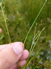 Juncus pelocarpus
