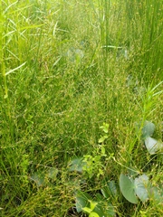 Juncus pelocarpus
