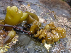 Dactylosiphon bullosus