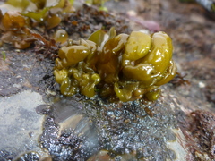 Dactylosiphon bullosus