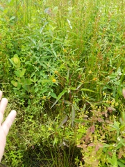 Bidens discoidea