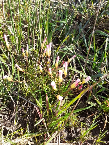 Image of Oxalis Goniorhiza (Oxalis goniorhiza) by (c) Brian du Preez, some rights reserved (CC BY-SA)