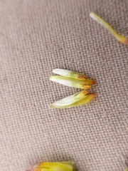 Bidens discoidea