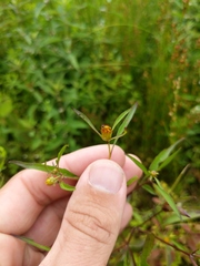 Bidens discoidea