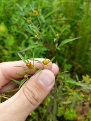 Bidens discoidea