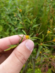 Bidens discoidea