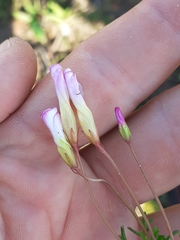 Oxalis goniorrhiza