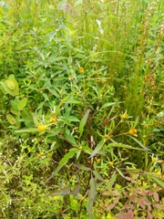 Bidens discoidea