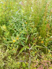 Bidens discoidea