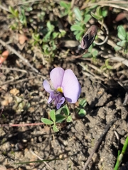 Lotononis complanata