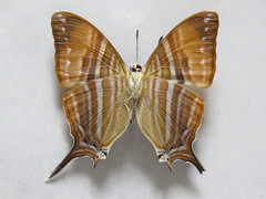 Marpesia marcella