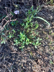 Lotononis complanata