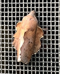 Phyllodesma americana