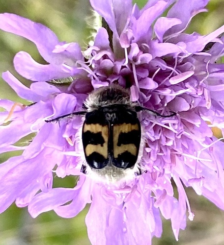 Eurasian Bee Beetle