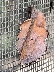 Phyllodesma americana