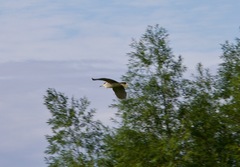 Nycticorax nycticorax