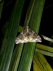Ecliptopera rectilinea