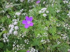 Geranium palustre