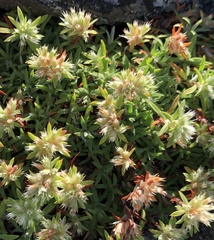 Paronychia argyrocoma