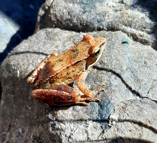 Iberian Frog