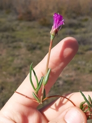 Lampranthus filicaulis