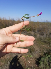 Lampranthus filicaulis