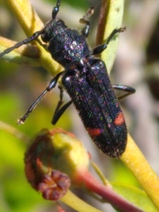 Zagymnus clerinus