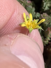 Ivesia cryptocaulis