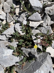 Ivesia cryptocaulis
