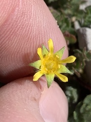 Ivesia cryptocaulis