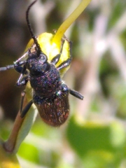 Zagymnus clerinus