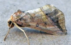 Pseudeva purpurigera