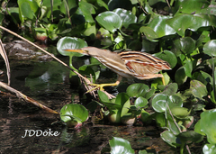 Ixobrychus involucris