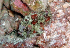 Antennarius maculatus