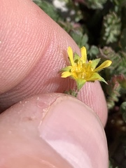 Ivesia cryptocaulis